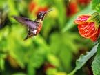 Kolibřík ostroocasý, Chaetocercus mulsant, White-bellied woodstar