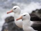 Albatros černobrvý, Thalassarche melanophris, Black-browed Albatross