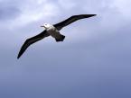 Albatros černobrvý, Thalassarche melanophris, Black-browed Albatross