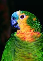 Amazoňan modročelý, Amazona aestiva,  Blue-fronted Parrot