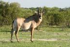 Antilopa koňská Hippotragus equinus Roan antelope