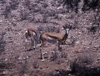 Antilopa skákavá, Antidorcas marsupialis, Sprinbok