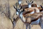 Antilopa skákavá, Antidorcas marsupialis, Springbok