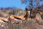 Antilopa skákavá, Antidorcas marsupialis, Springbok