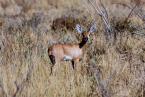 Antilopa trávní, Raphicerus campestris, Steenbok