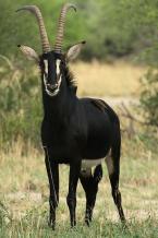Antilopa vraná  Hippotragus niger  Sable antelope