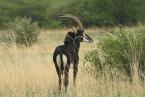 Antilopa vraná  Hippotragus niger  Sable antelope