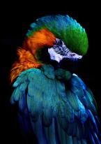 Ara ararauna, Ara ararauna, Blue-and-Yellow Macaw