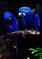Ara hyacintový, Anodorhynchus hyacinthinus,  Hyacinth Macaw 