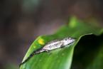 Brokesie malá, Brookesia peyrierasi, Peyrieras' pygmy chameleon