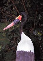 Čáp sedlatý, Ephippiorhynchus senegalensis,  Black-necked Stork