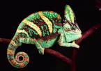 Chameleon jemenský Chamaeleo calyptratus