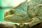 Chameleon Parsonův, Columma parsonii, Parson's chameleon