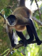 Chápan středoamerický, Ateles geoffroyi, Geoffroy's spider monkey