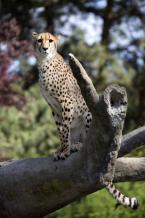 Gepard, Acinonyx jubatus,  Cheetah  