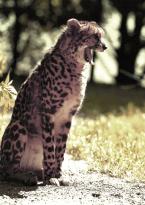 Gepard královský, Acinonyx juba¦tus,  King Cheetah  