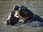 Hroch obojživelný, Hippopotamus amphibius