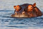 Hroch obojživelný, Hippopotamus  amphibius, Hippopotamus