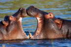 Hroch obojživelný, Hippopotamus  amphibius, Hippopotamus