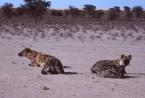 Hyena skvrnitá, Crocuta crocuta, Spotted Hyaena