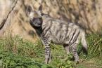 Hyena žíhaná,  Hyaena hyaena sultana, Striped hyaena 