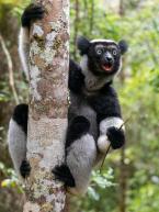 Indri, Indri indri, Indri