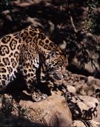 Jaguár Panthera onca Jaguar