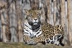 Jaguár, Panthera onca, Jaguar 