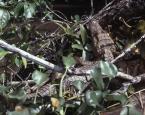 Kajman brýlový, Caiman c.crocodilus