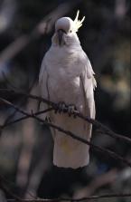 Kakadu bílý, Cacatua alba, White Cockatoo 