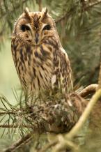 Kalous ušatý,  Asio otus,  Long-eared Owl 
