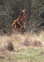 Klokan rudý  Megaleia rufa, Red kangaroo