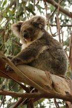 Koala Phascolarctos cinerens, Koala  