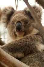Koala Phascolarctos cinerens, Koala  