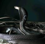Kobra indická Naja naja kaouthia