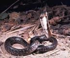 Kobra říční Boulengerina christyi
