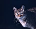 Kočka divoká Felis s. silvestris European wild cat