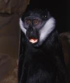 Kočkodan čepičatý, Cercopithecus lhoesti, L'Hoest's Monkey