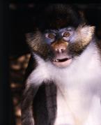 Kočkodan černolící, Cercopithecus ascanius schmidtti, Black-cheeked White-nosed Monkey