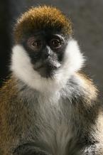 Kočkodan ďamďam, Chlorocebus djamdjamensis, Bale monkey
