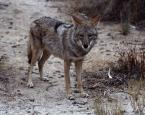 Kojot, Canis latrans, Coyote