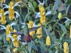 Kolibřík ostroocasý, Chaetocercus mulsant, White-bellied woodstar
