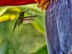 Kolibřík Porttmanův, Chlorostilbon porttmani, Short-tailed Emerald