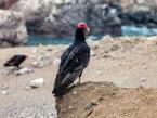 Kondor krocanovitý, Cathartes aura, Turkey Vulture