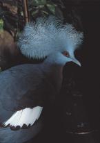 Korunáč šedomodrý,  Goura  cristata,  Blue crowned pigeon 