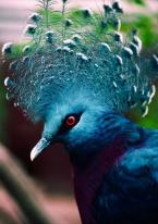 Korunáč vějířový, Goura victoria, Victoria crowned pigeon 