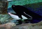 Kosatka dravá Orcinus orca Killer Whale 