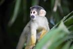 Kotul amazonský, Saimiri boliviensis,  Black-capped squirrel monkey
