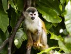 Kotul rudohřbetý, Saimiri oerstedii,  Central American squirrel monkey