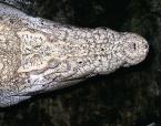 Krokodýl mořský  Crocodylus porosus